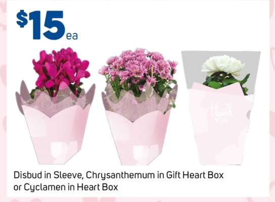 Disbud in Sleeve, Chrysanthemum in Gift Heart Box or Cyclamen in Heart Box